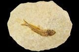 Fossil Fish (Knightia) With Floating Frame Case #109566-1